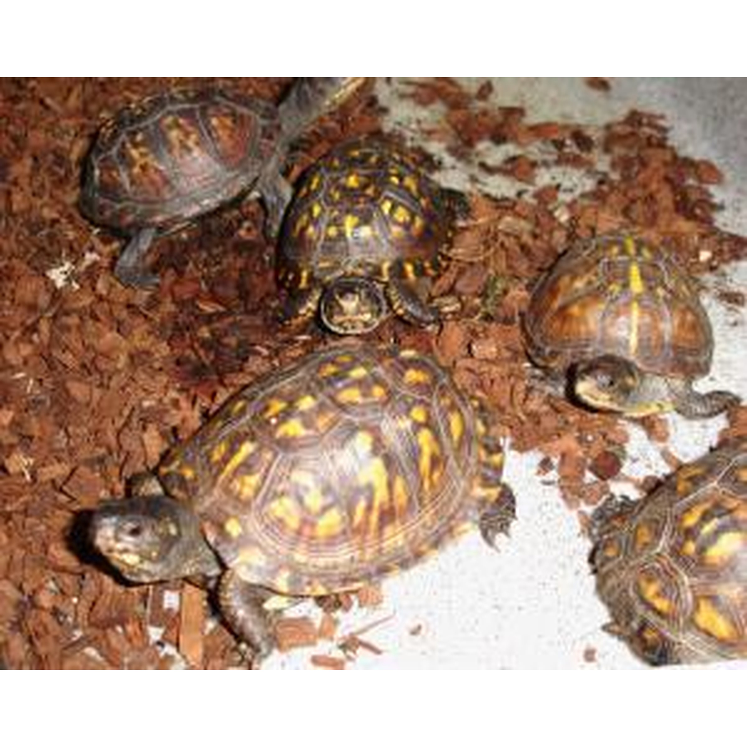 Several small turtles with yellow and orange patterned shells on brown mulch.