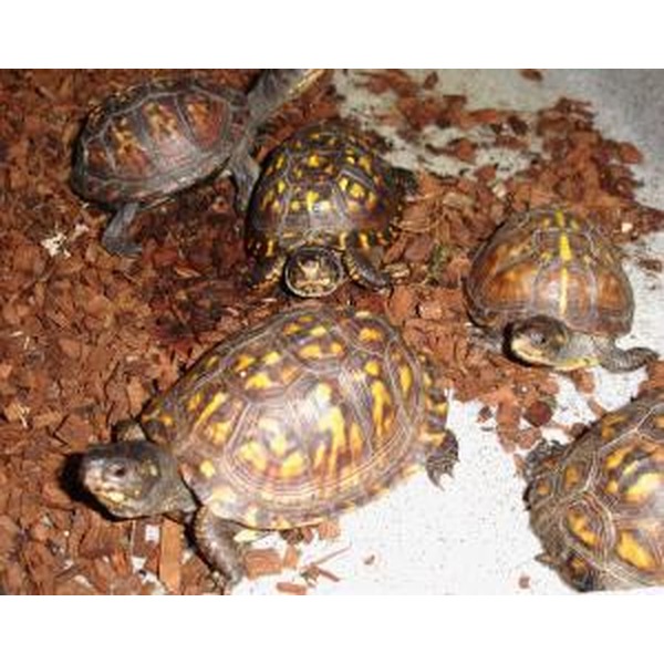 Several small turtles with yellow and orange patterned shells on brown mulch.