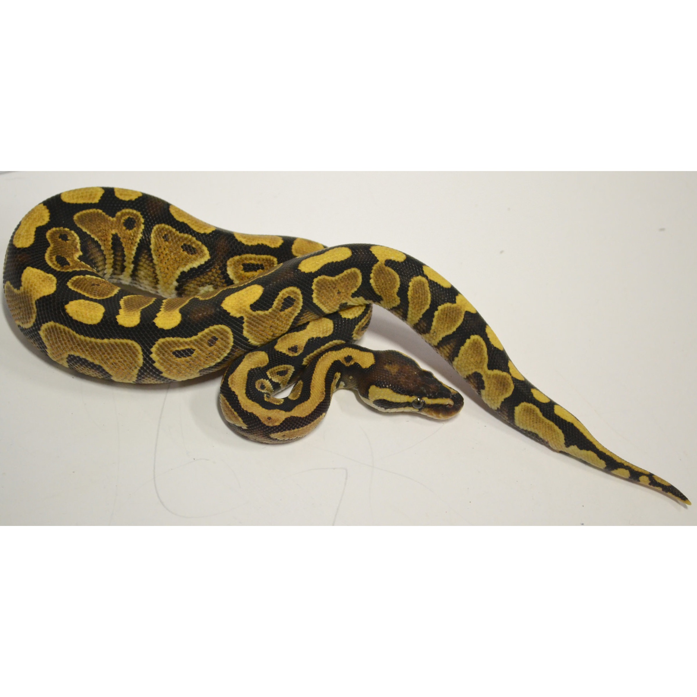 Coiled ball python with yellow and black blotches on a white background.