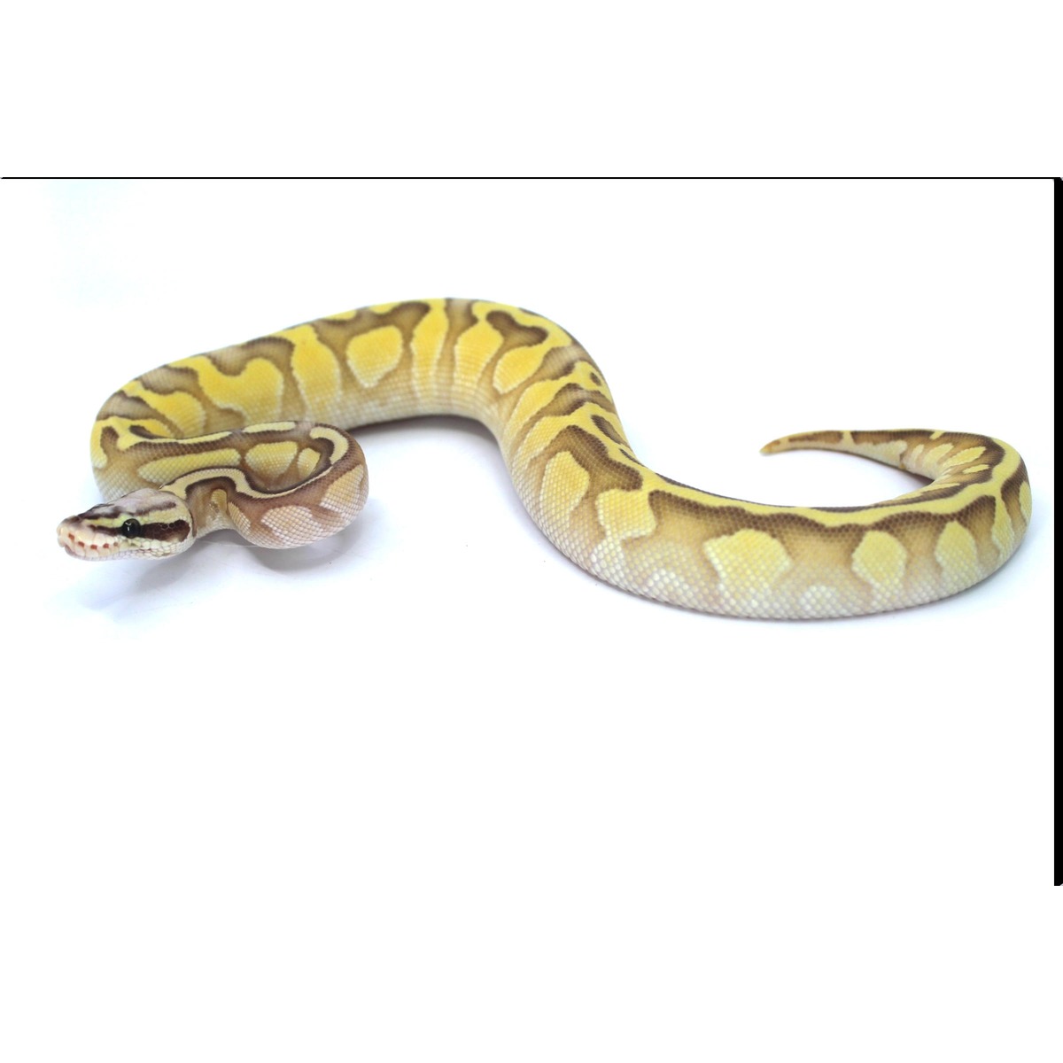 Baby Super Pastel Butter Enchi VG Ball Pythons | LLLReptile