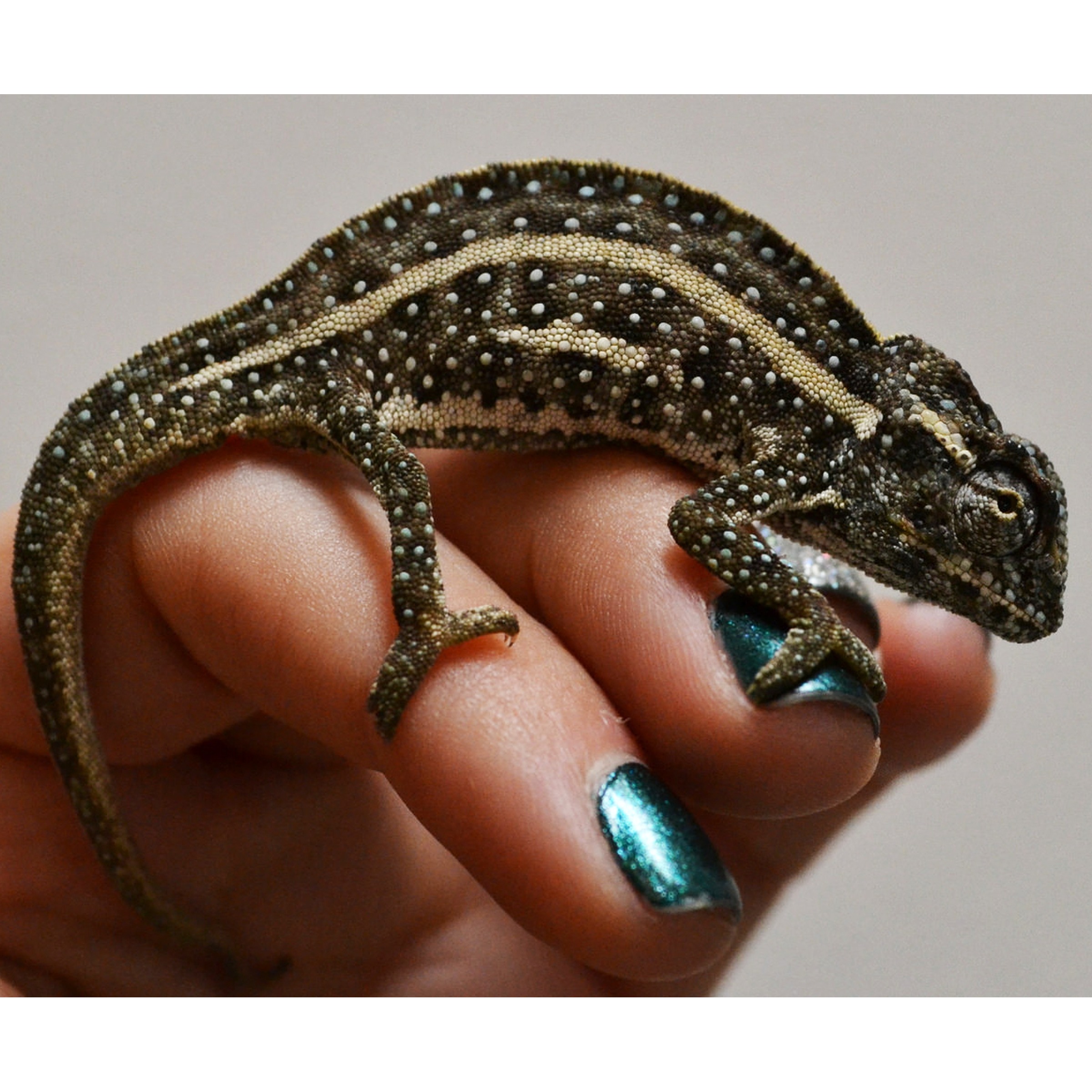 Tiny speckled chameleon perched on a finger with turquoise nail polish.