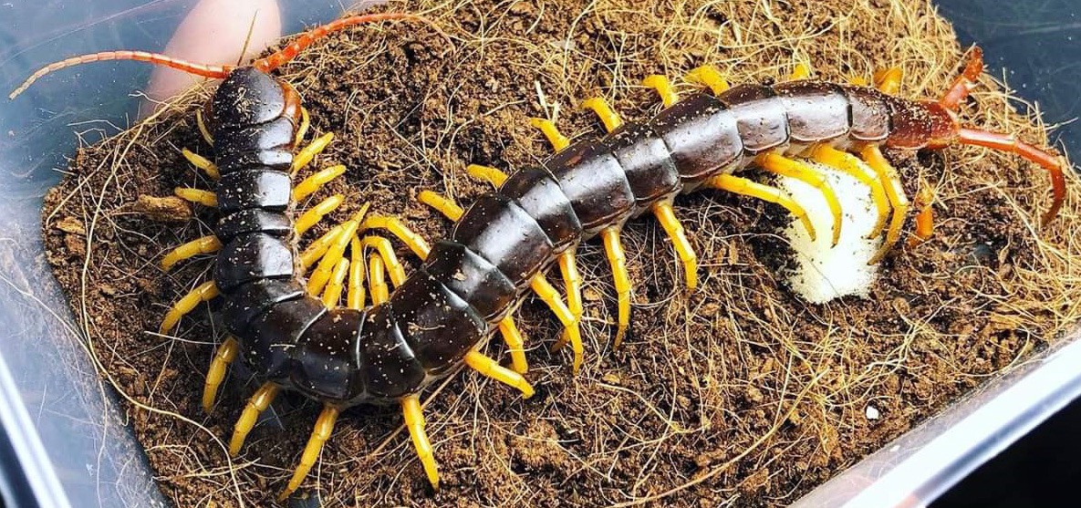 Vietnamese Giant Centipedes 