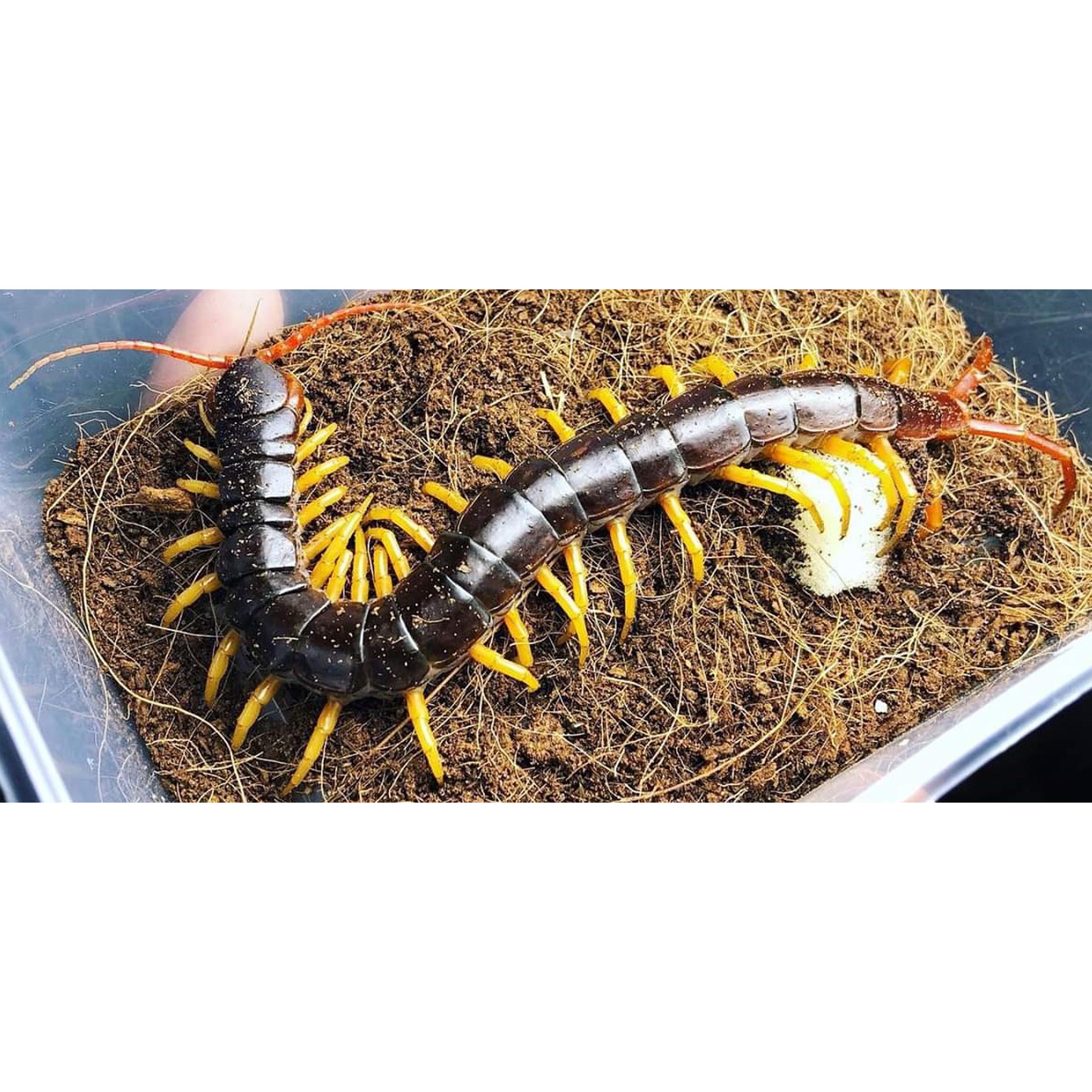 Vietnamese Giant Centipedes 
