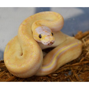 Coiled albino ball python with pale yellow markings on straw bedding, facing the camera.