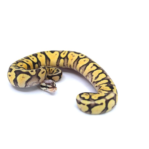 Yellow and black ball python coiled on a white surface.