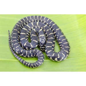 Coiled black snake with yellowish-white bands on a green leaf.