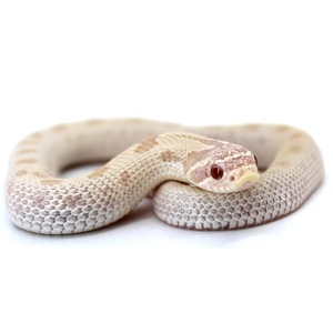 Cream-colored snake coiled with head resting on its body, showing textured scales and red eyes.