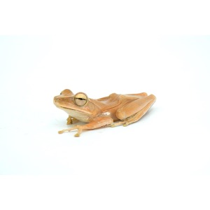 Orange tree frog with large eyes resting on a white background.