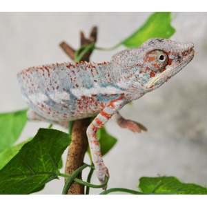 Chameleon perched on a branch with green leaves; speckled gray body with red and blue markings and an orange-ringed eye.