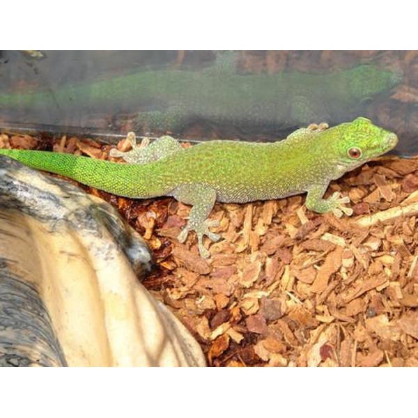 Bright green gecko with textured skin on brown wood chips inside a terrarium, tail extended.
