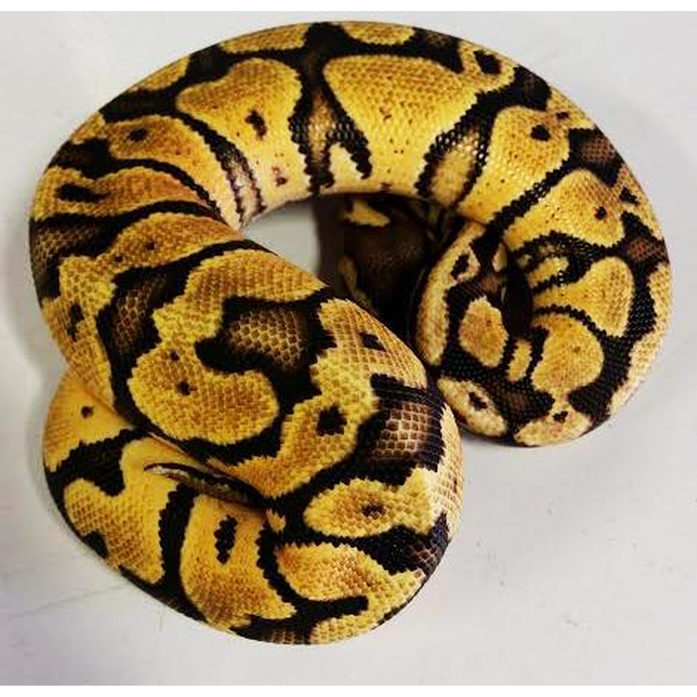 Coiled ball python with yellow and black saddle patterns on a light background.