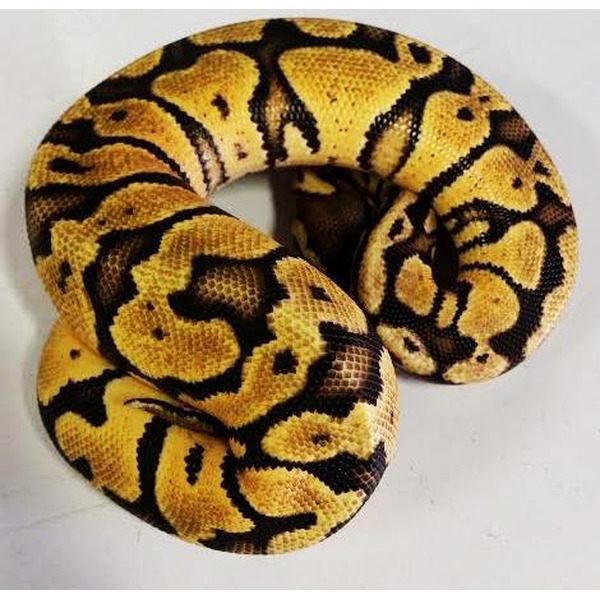 Coiled ball python with yellow and black saddle patterns on a light background.