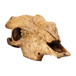 Weathered fossil skull of a prehistoric mammal with a hollow eye socket and snout.