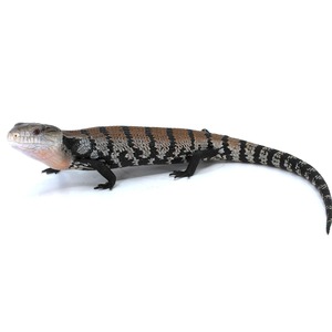 Banded monitor lizard with orange-gray and black scales, long tail, on white background.