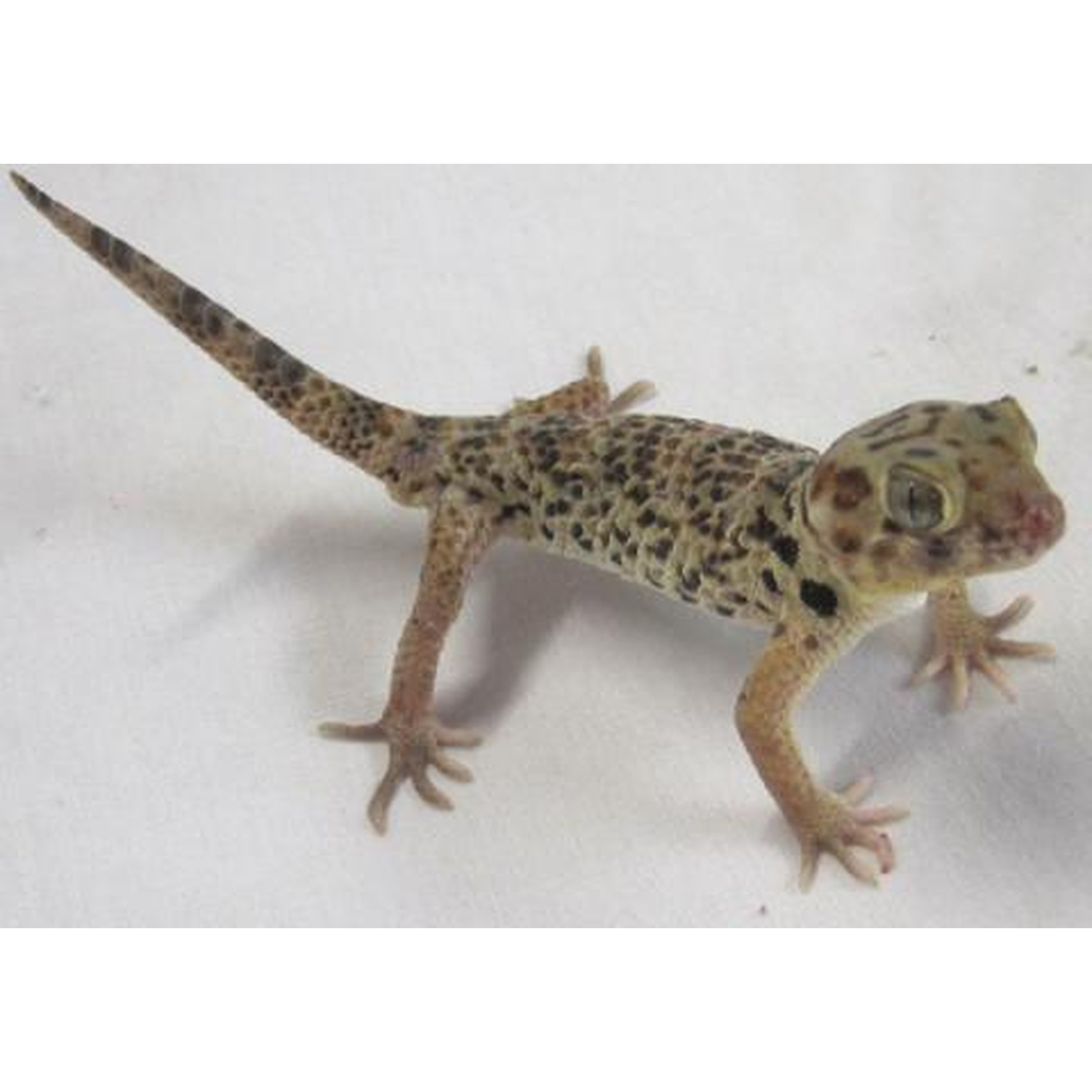 Leopard gecko with spotted tan-brown skin, long tail, on a white surface, facing right.