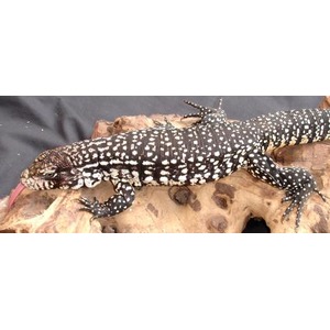 Spotted gecko with black and white scales on a wooden log, tongue extended.