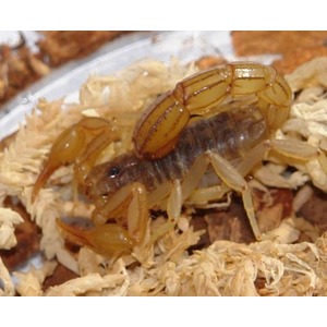 Brown scorpion on shredded wood bedding.