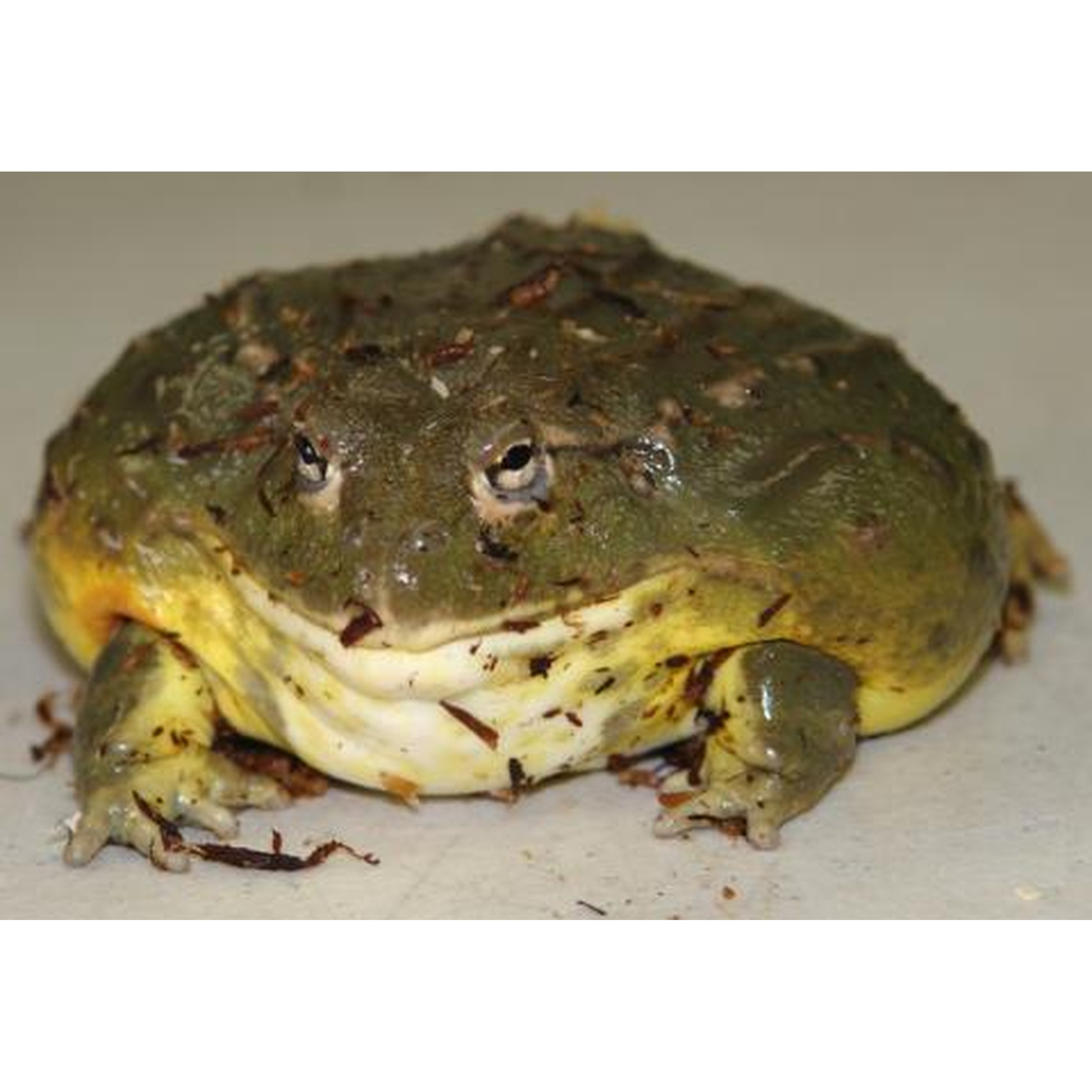 Green, pudgy, warty toad with a yellow belly resting on a light surface.