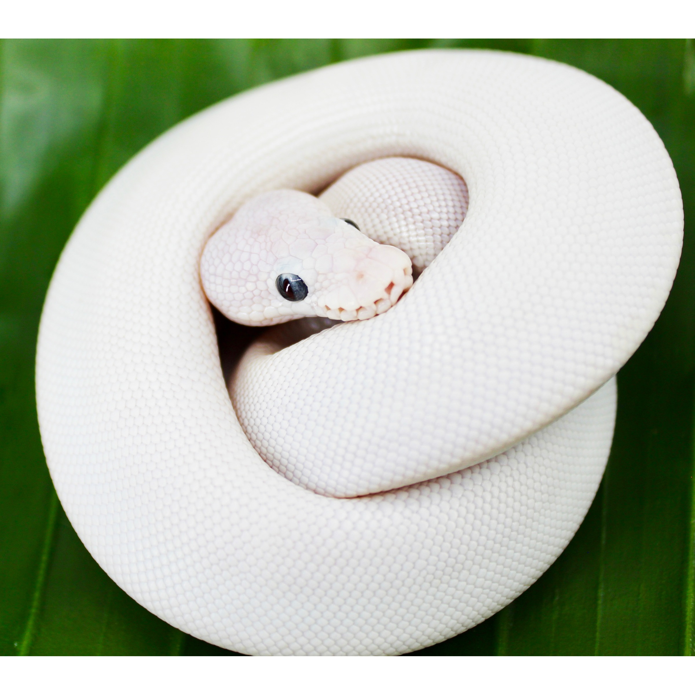 White ball python coiled on a green leaf, head tucked with a dark eye.