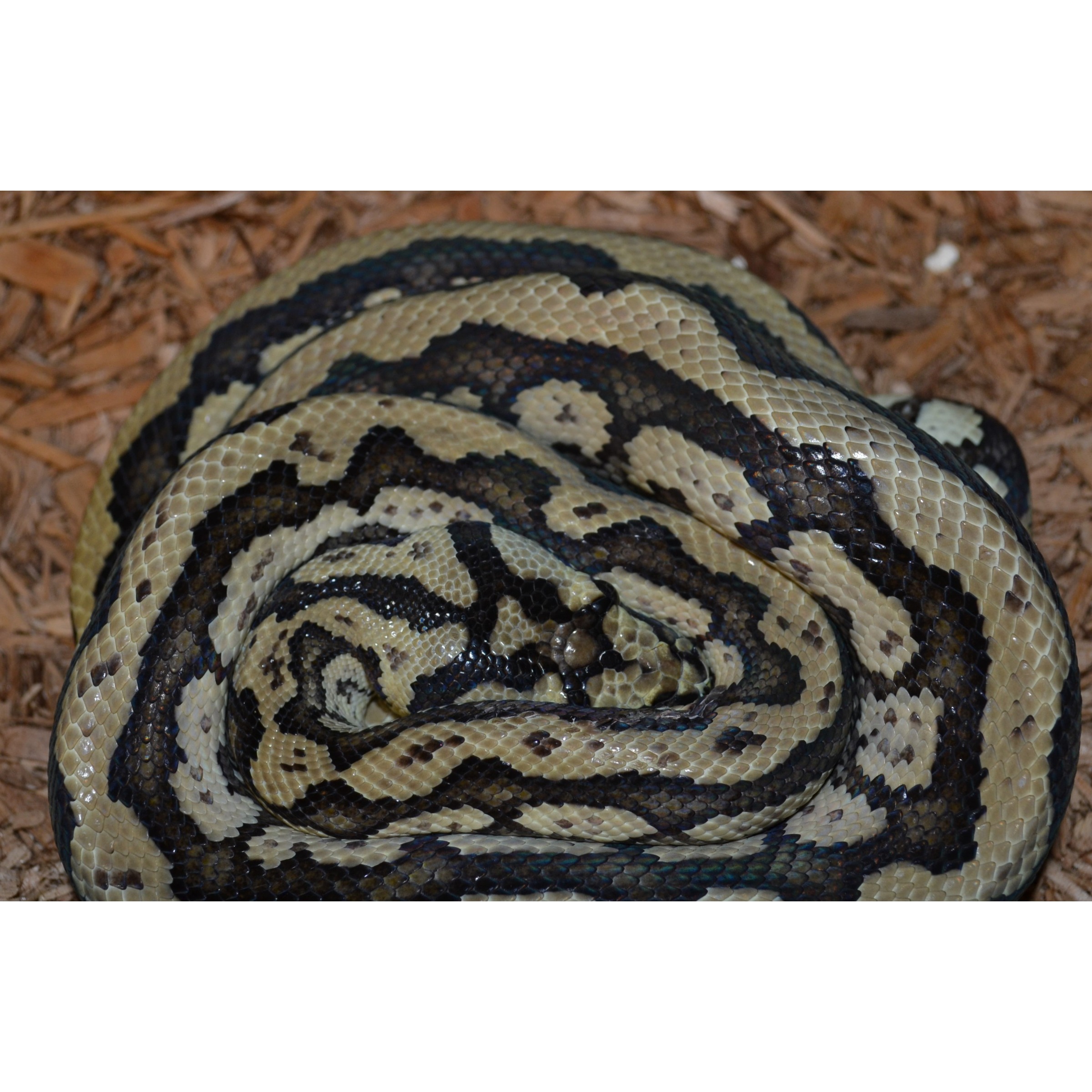 Coiled cream- and black-banded snake resting on wood mulch.