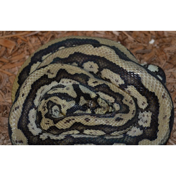 Coiled cream- and black-banded snake resting on wood mulch.