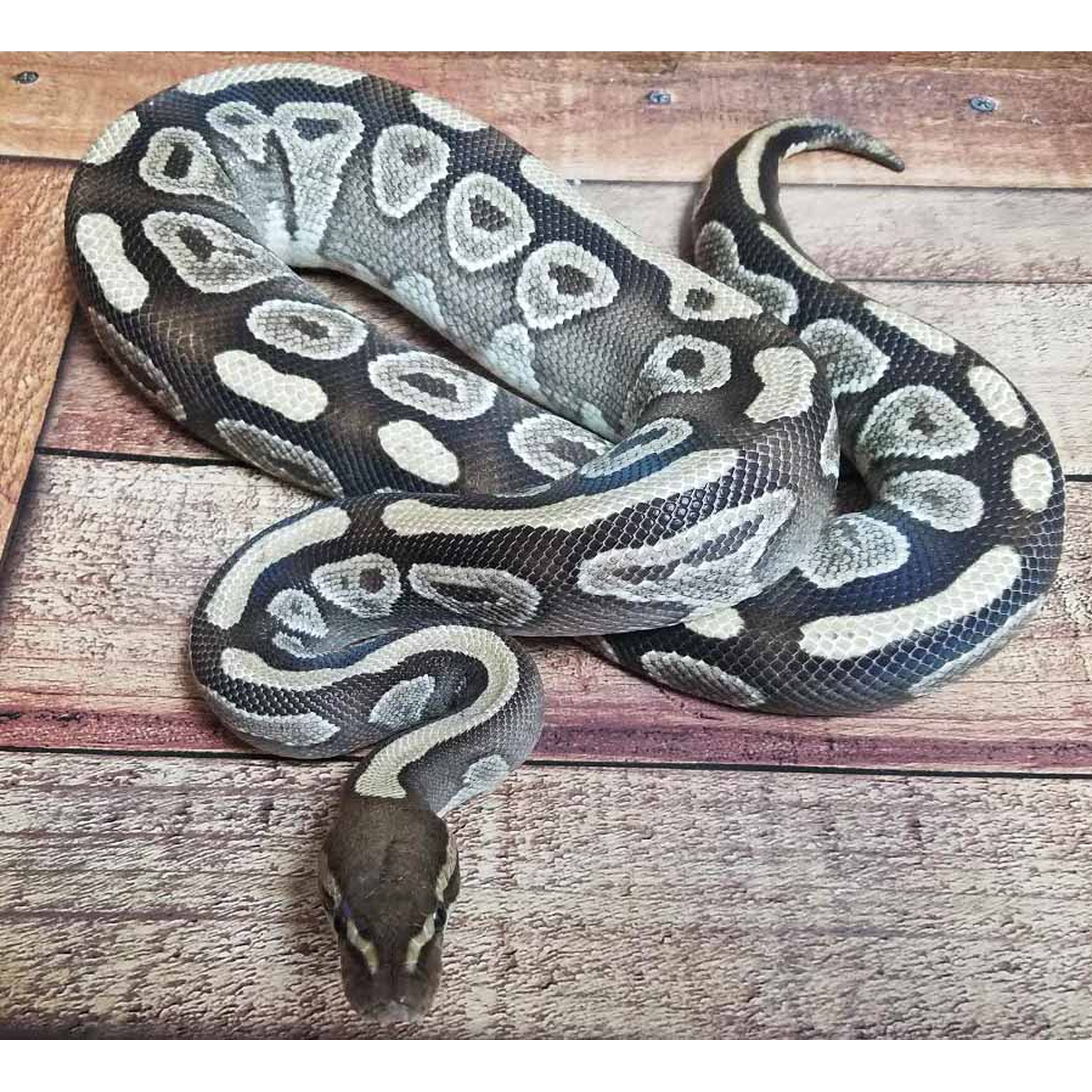 Coiled ball python with pale beige and dark markings on a wooden floor; head near bottom.
