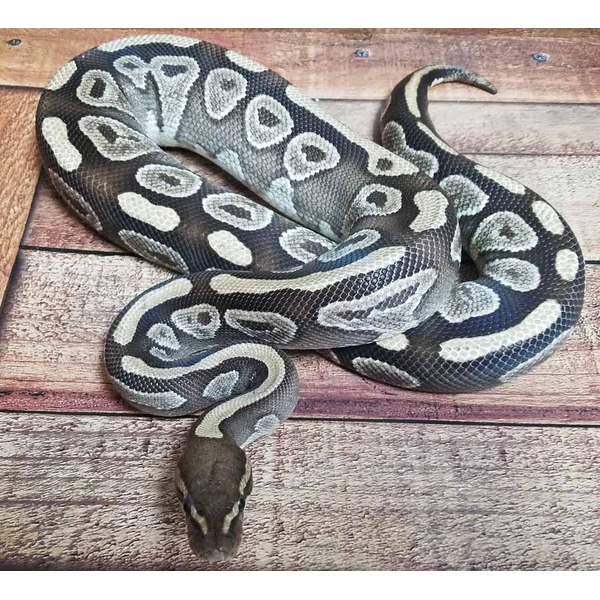 Coiled ball python with pale beige and dark markings on a wooden floor; head near bottom.