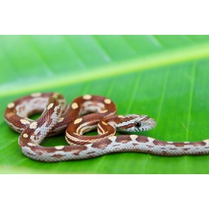 Juvenile copperhead coiled on a green leaf.