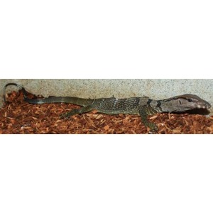 Long monitor lizard with patterned body resting on brown wood mulch.