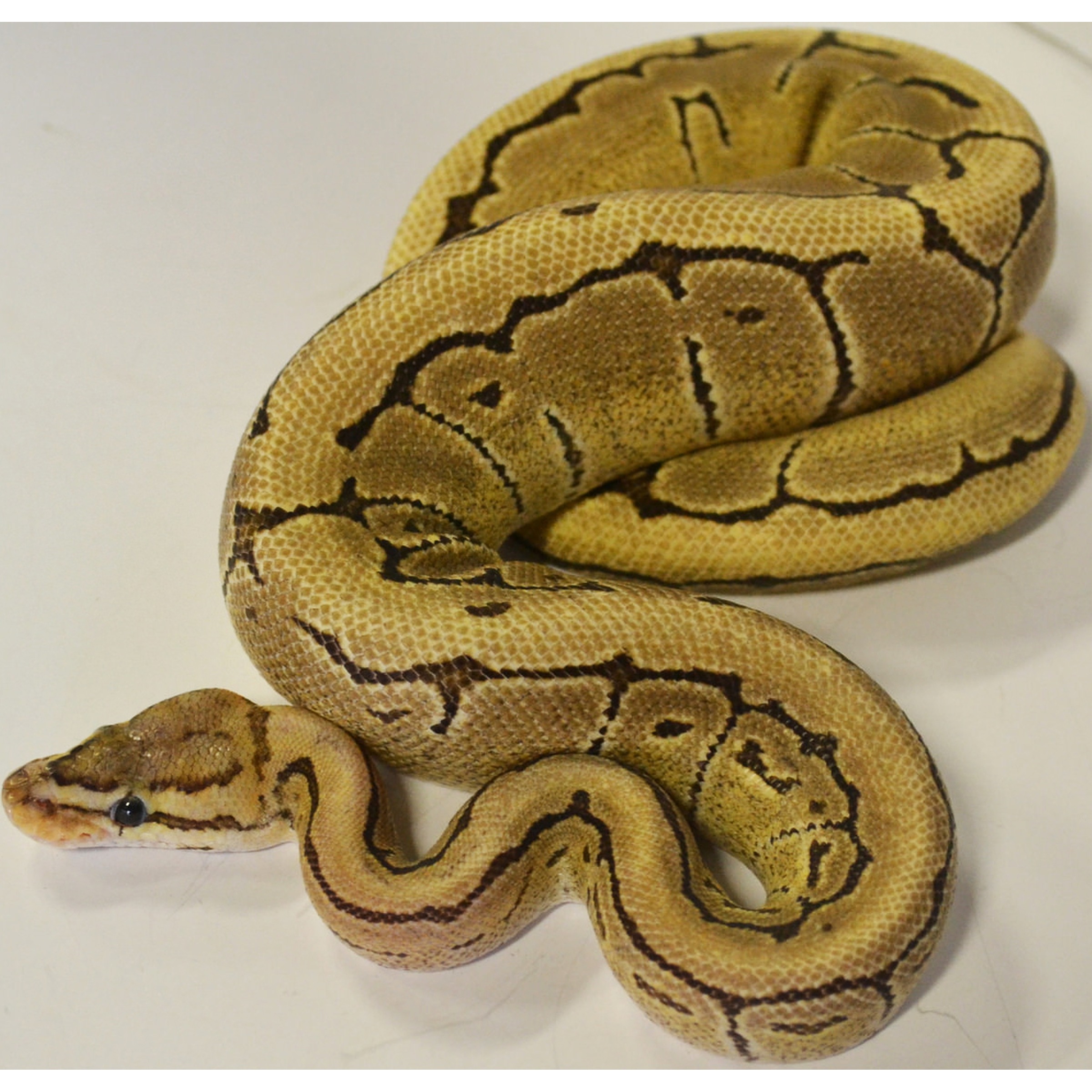 Coiled tan-yellow python with dark brown markings, head near left, resting on a white surface.