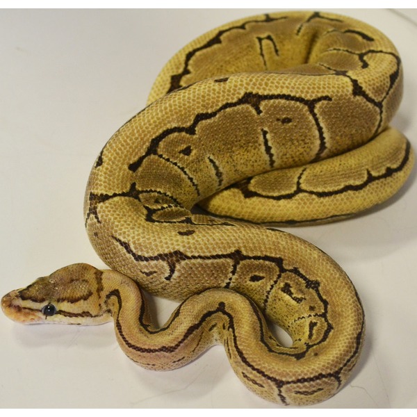 Coiled tan-yellow python with dark brown markings, head near left, resting on a white surface.