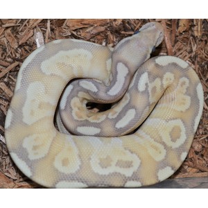 Coiled ball python with pale yellow and beige pattern on a bed of wood chips.
