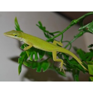 Green lizard perched on leafy branch, side view showing slender body and long tail.