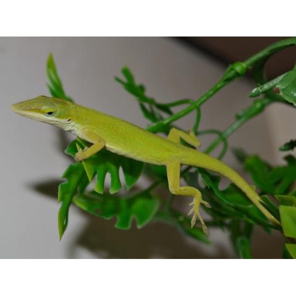 Green lizard perched on leafy branch, side view showing slender body and long tail.