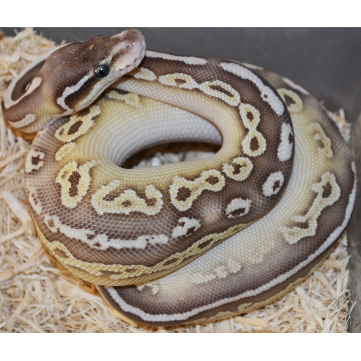 Baby Butter Python Baby Hypo Butter Black Pewter Ball Pythons | LLLReptile