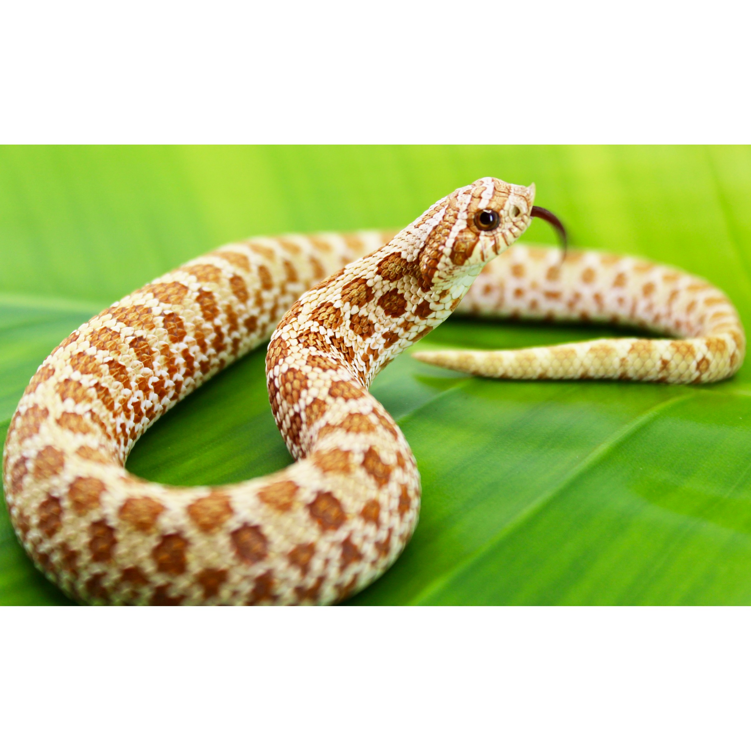 Brown and beige patterned snake coiled on a bright green leaf, tongue flicking.