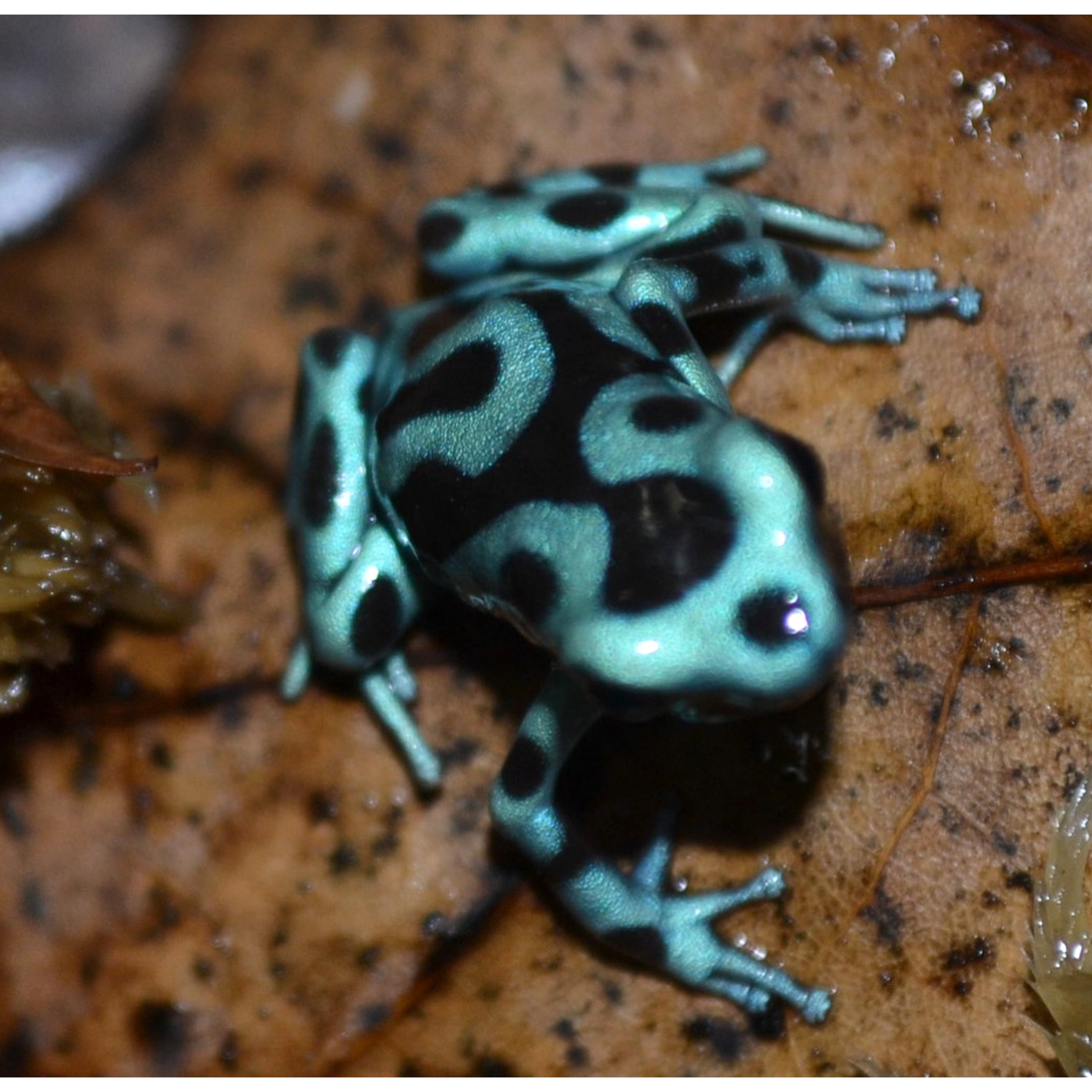 Teal blue poison dart frog with bold black spots on a damp brown leaf.
