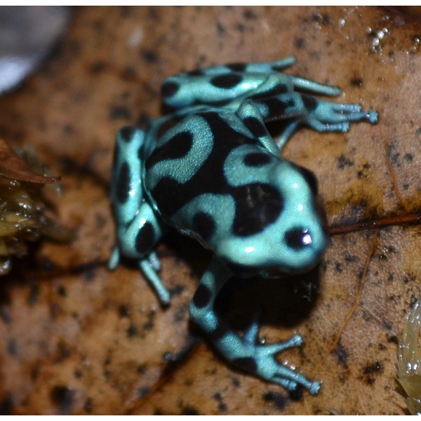 Teal blue poison dart frog with bold black spots on a damp brown leaf.