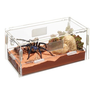 Clear glass terrarium with a blue tarantula on red sand, rocks and succulents inside.