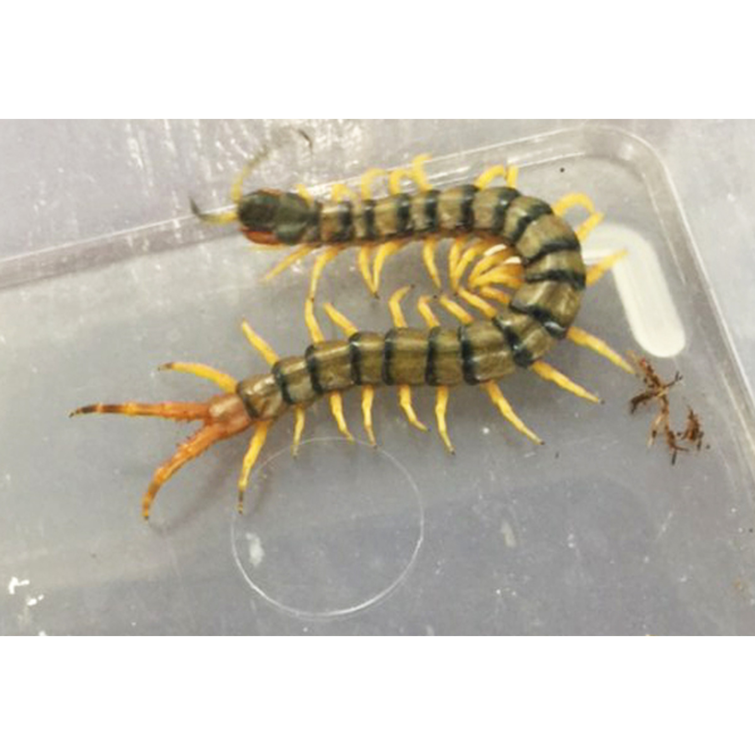 African Giant Yellow Leg Centipedes | LLLReptile