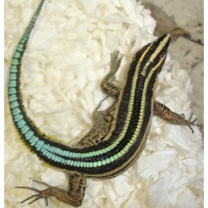 Small lizard with bright turquoise and green stripes along its back on a pale rocky surface.