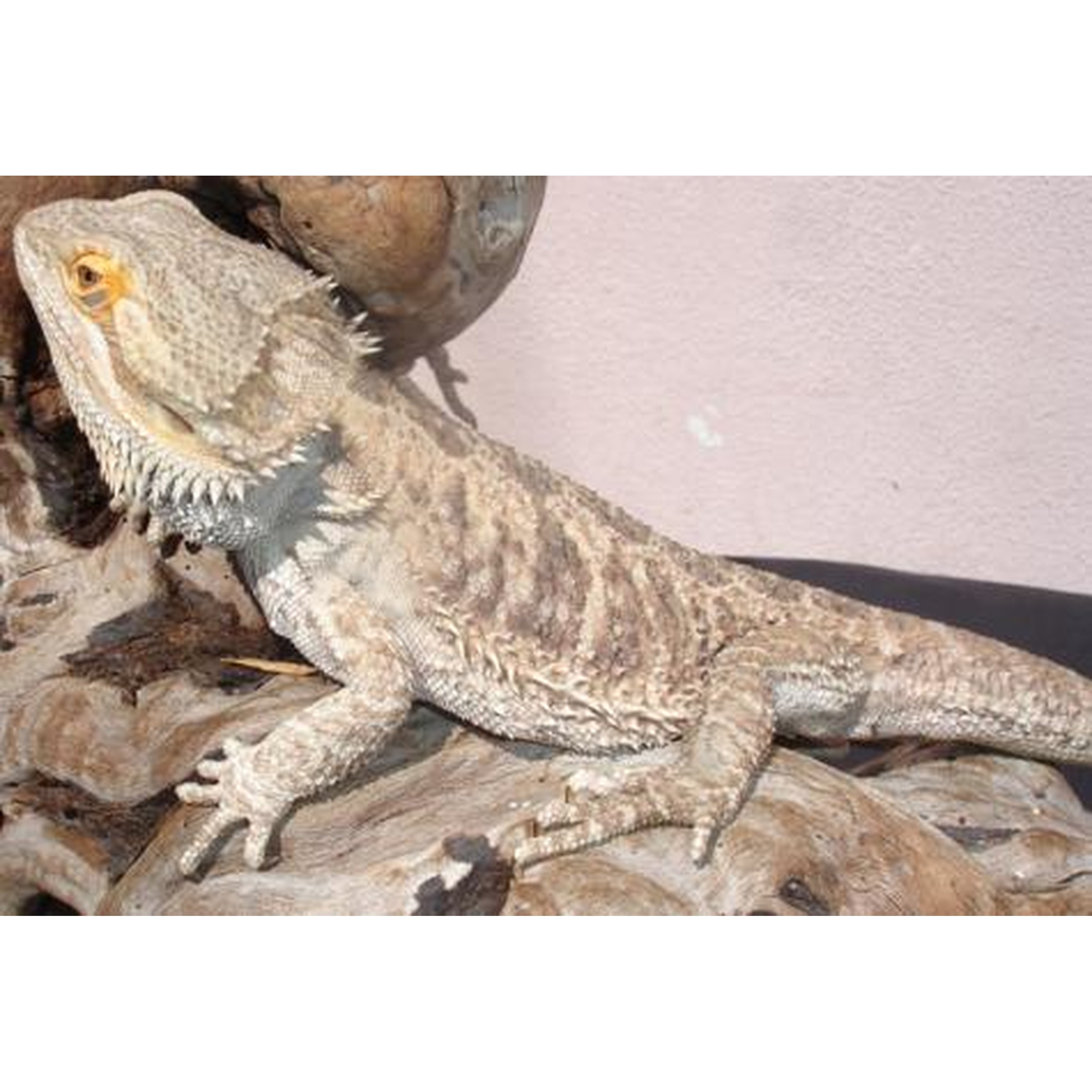Bearded dragon basking on a textured log with spiky scales and pale patterned body.