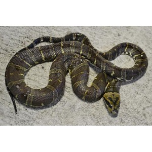 Coiled brown snake with yellow bands on a gray concrete surface.