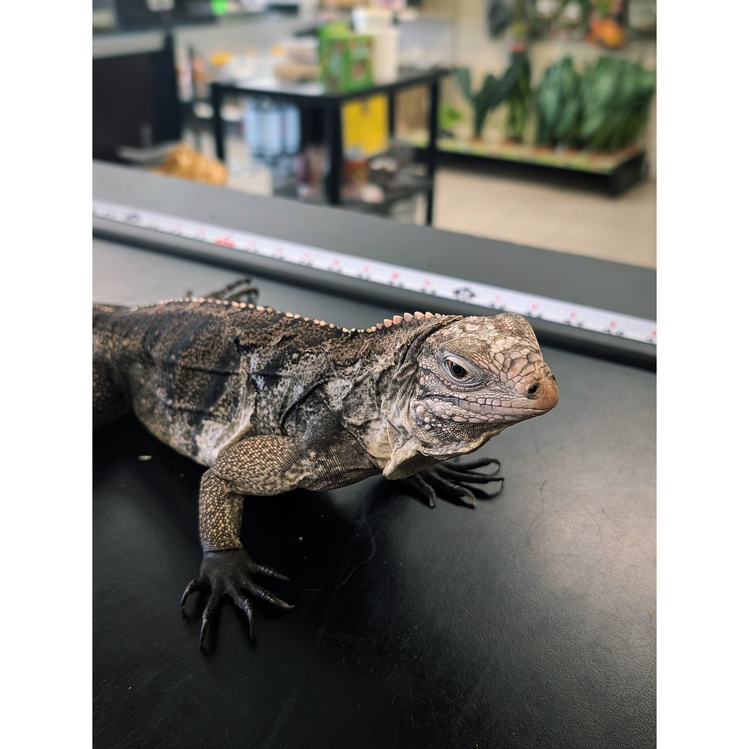 A grey and brown scaly lizard with textured skin and sharp claws rests on a dark surface.