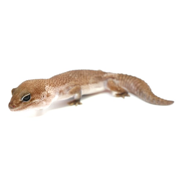 Brown speckled gecko with a large dark eye and long tapering tail on a white background.