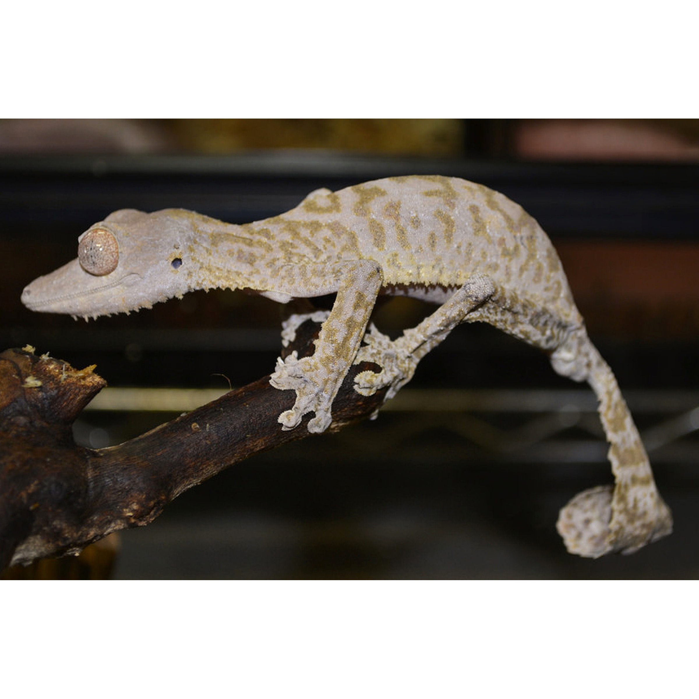 Grey patterned gecko perched on a branch, gripping with textured toes.