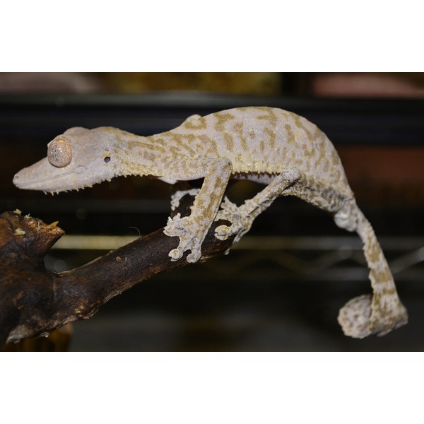 Grey patterned gecko perched on a branch, gripping with textured toes.