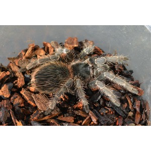 Gray, hairy tarantula with orange-tinted hairs on brown wood chips in a container