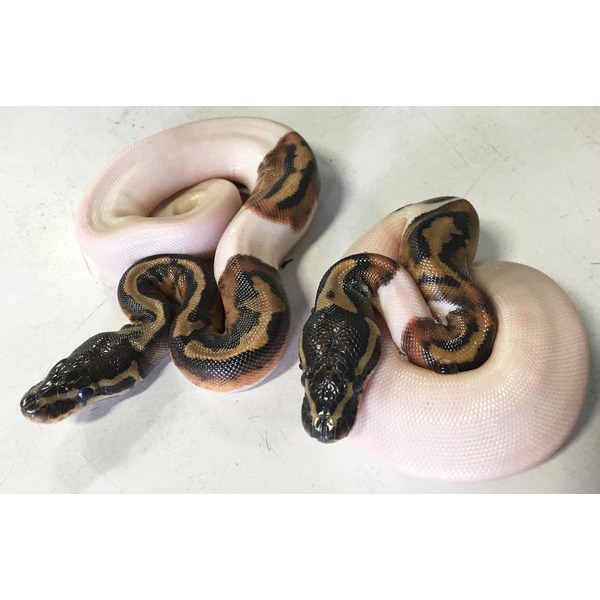 Single White Ringed Ball Python Baby High White Piebald Ball Pythons | LLLReptile