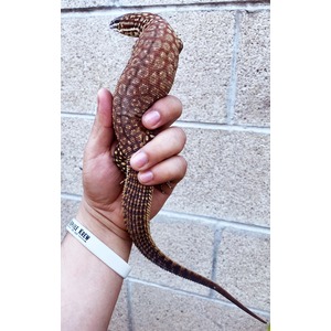 Person holds a brown patterned lizard with a long tail against a brick wall.